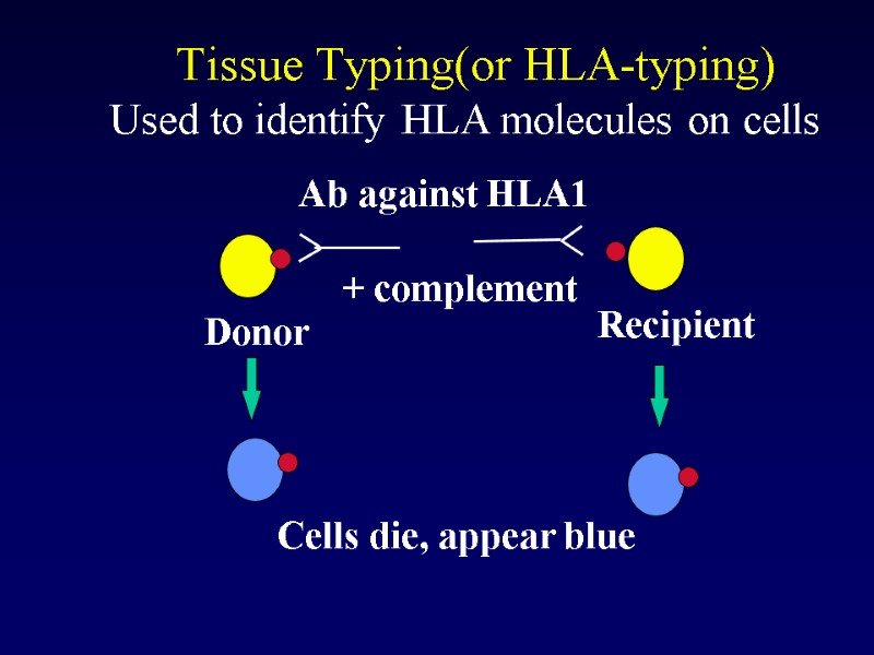 Tissue Typing(or HLA-typing) Donor Recipient + complement Ab against HLA1 Cells die, appear blue